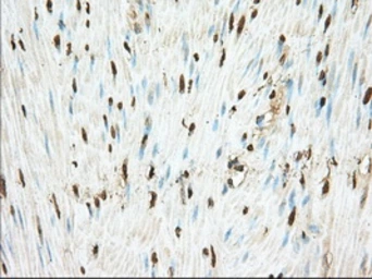Anti-PDE4A antibody [7B11] used in IHC (Paraffin sections) (IHC-P). GTX83922