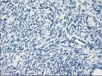 Anti-PDE10A antibody [1C9] used in IHC (Paraffin sections) (IHC-P). GTX83933