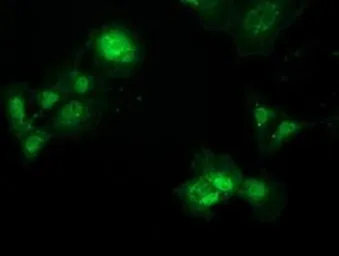 Anti-PBLD antibody [7G5] used in Immunocytochemistry/ Immunofluorescence (ICC/IF). GTX83938