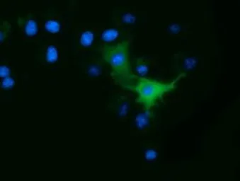 Anti-ODC antibody [1G6] used in Immunocytochemistry/ Immunofluorescence (ICC/IF). GTX83968