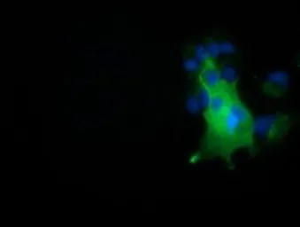 Anti-NUMB antibody [1A7] used in Immunocytochemistry/ Immunofluorescence (ICC/IF). GTX83974