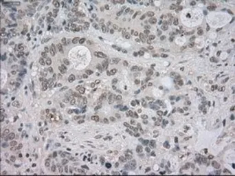 Anti-TrkC antibody [4E10] used in IHC (Paraffin sections) (IHC-P). GTX83977