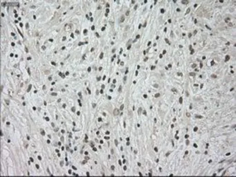 Anti-TrkC antibody [4E10] used in IHC (Paraffin sections) (IHC-P). GTX83977