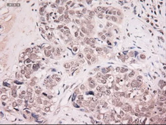 Anti-Neurotrophin 4 antibody [2E8] used in IHC (Paraffin sections) (IHC-P). GTX83981
