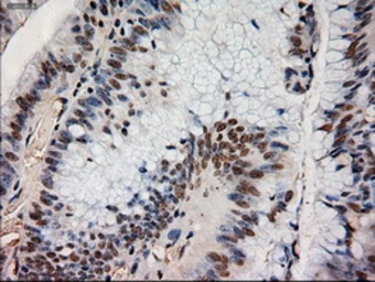 Anti-Neurotrophin 4 antibody [2E8] used in IHC (Paraffin sections) (IHC-P). GTX83981