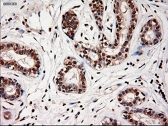 Anti-Neurotrophin 4 antibody [2E8] used in IHC (Paraffin sections) (IHC-P). GTX83981
