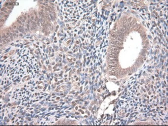 Anti-Neurotrophin 4 antibody [2E8] used in IHC (Paraffin sections) (IHC-P). GTX83981