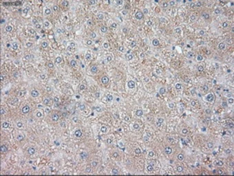 Anti-Neurotrophin 3 antibody [3D4] used in IHC (Paraffin sections) (IHC-P). GTX83984