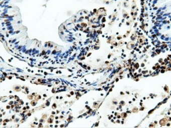 Anti-NT5DC1 antibody [3H2] used in IHC (Paraffin sections) (IHC-P). GTX83991