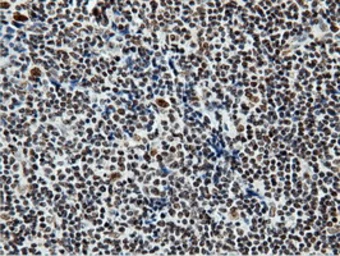 Anti-NT5DC1 antibody [3H2] used in IHC (Paraffin sections) (IHC-P). GTX83991