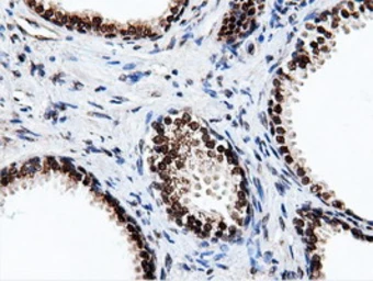 Anti-NT5DC1 antibody [3H2] used in IHC (Paraffin sections) (IHC-P). GTX83991