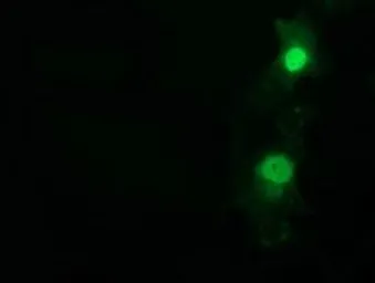 Anti-NT5DC1 antibody [3H2] used in Immunocytochemistry/ Immunofluorescence (ICC/IF). GTX83991