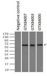 Anti-NRBP1 antibody [6C11] used in Immunoprecipitation (IP). GTX84003