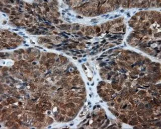 Anti-NPR-C antibody [4C3] used in IHC (Paraffin sections) (IHC-P). GTX84010