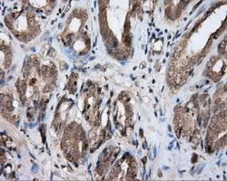 Anti-NPR-C antibody [11B5] used in IHC (Paraffin sections) (IHC-P). GTX84015
