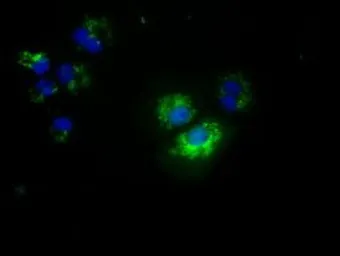 Anti-NME4 antibody [5E4] used in Immunocytochemistry/ Immunofluorescence (ICC/IF). GTX84028