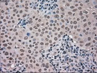 Anti-NEK6 antibody [8G5] used in IHC (Paraffin sections) (IHC-P). GTX84056