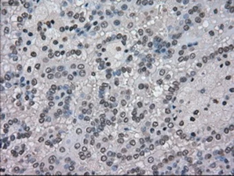 Anti-NEK6 antibody [5D7] used in IHC (Paraffin sections) (IHC-P). GTX84058