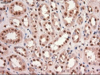 Anti-c-Myc antibody [5G3] used in IHC (Paraffin sections) (IHC-P). GTX84064