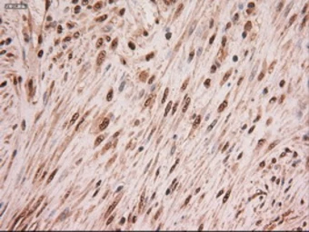 Anti-c-Myc antibody [3F2] used in IHC (Paraffin sections) (IHC-P). GTX84065