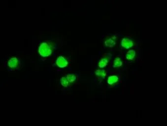 Anti-c-Myc antibody [3F2] used in Immunocytochemistry/ Immunofluorescence (ICC/IF). GTX84065