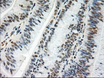 Anti-c-Myc antibody [1A6] used in IHC (Paraffin sections) (IHC-P). GTX84066
