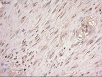 Anti-c-Myc antibody [1A6] used in IHC (Paraffin sections) (IHC-P). GTX84066