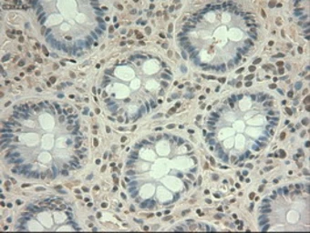 Anti-c-Myc antibody [1A6] used in IHC (Paraffin sections) (IHC-P). GTX84066