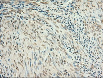 Anti-c-Myc antibody [1A6] used in IHC (Paraffin sections) (IHC-P). GTX84066
