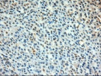 Anti-c-Myc antibody [1A6] used in IHC (Paraffin sections) (IHC-P). GTX84066