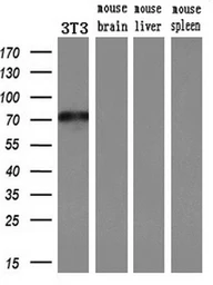 Anti-MX1 antibody [2G12] used in Western Blot (WB). GTX84067