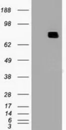Anti-MX1 antibody [2G12] used in Western Blot (WB). GTX84067