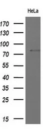 Anti-MX1 antibody [2G12] used in Western Blot (WB). GTX84067