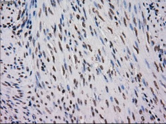 Anti-MRI1 antibody [9H7] used in IHC (Paraffin sections) (IHC-P). GTX84085
