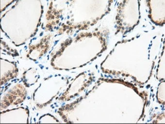 Anti-MIOX antibody [4G7] used in IHC (Paraffin sections) (IHC-P). GTX84117