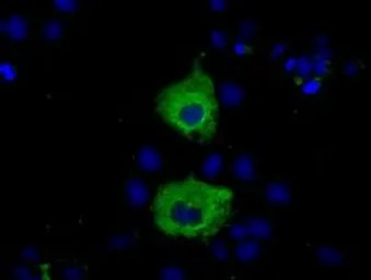 Anti-MIOX antibody [4G7] used in Immunocytochemistry/ Immunofluorescence (ICC/IF). GTX84117