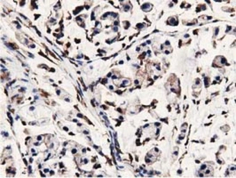 Anti-MICAL1 antibody [4B1] used in IHC (Paraffin sections) (IHC-P). GTX84121