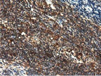 Anti-MICAL1 antibody [2H1] used in IHC (Paraffin sections) (IHC-P). GTX84125