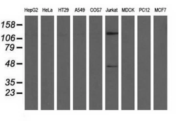 Anti-MICAL1 antibody [2H1] used in Western Blot (WB). GTX84125