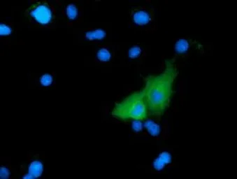Anti-MICAL1 antibody [2H1] used in Immunocytochemistry/ Immunofluorescence (ICC/IF). GTX84125