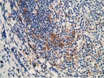 Anti-MICAL1 antibody [6H10] used in IHC (Paraffin sections) (IHC-P). GTX84126