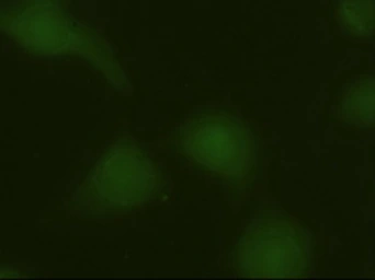 Anti-ERK3 antibody [5E1] used in Immunocytochemistry/ Immunofluorescence (ICC/IF). GTX84146