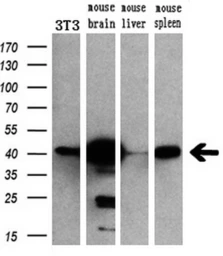 Anti-ERK2 antibody [6F8] used in Western Blot (WB). GTX84154
