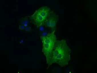 Anti-MEK1 antibody [1F5] used in Immunocytochemistry/ Immunofluorescence (ICC/IF). GTX84167