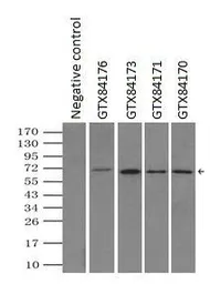 Anti-LTA4H antibody [6B5] used in Immunoprecipitation (IP). GTX84173