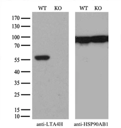 Anti-LTA4H antibody [6B5] used in Western Blot (WB). GTX84173