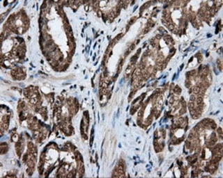 Anti-Endothelial Lipase / LIPG antibody [4A8] used in IHC (Paraffin sections) (IHC-P). GTX84191