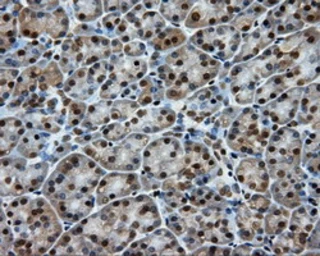 Anti-Endothelial Lipase / LIPG antibody [4A8] used in IHC (Paraffin sections) (IHC-P). GTX84191