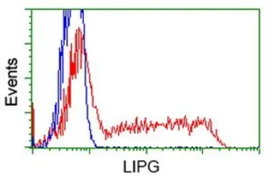 Anti-Endothelial Lipase / LIPG antibody [7C2] used in Flow cytometry (FCM). GTX84193
