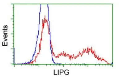 Anti-Endothelial Lipase / LIPG antibody [1B8] used in Flow cytometry (FCM). GTX84209